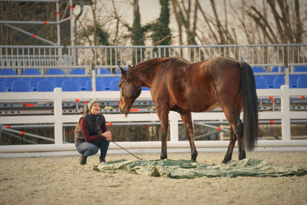 Equiprana Pferdetraining_ horsemanship