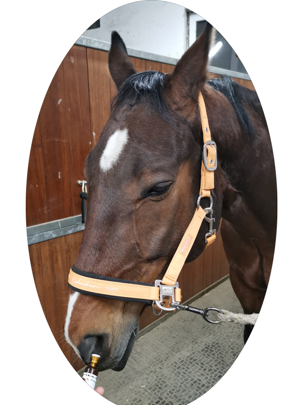 aromaöle_equiprana pferdetraining