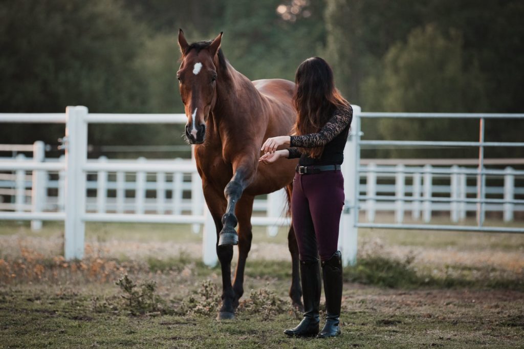 Bodenarbeit_equiprana Pferdetraining